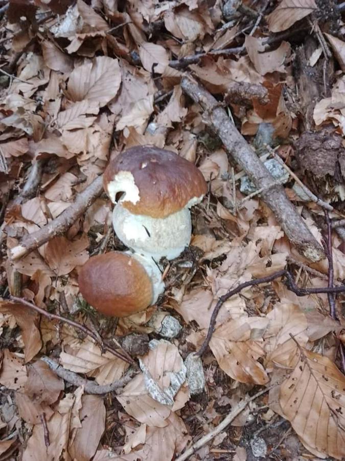 Appartamento Azzurro Cannobio Zewnętrze zdjęcie